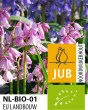 Hyacinthoides hispanica pink.jpg
